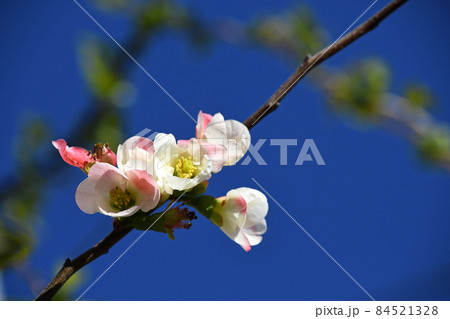 ボケ(木瓜) ボケ(木瓜) 84521328