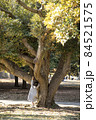 木に登れない 84521575