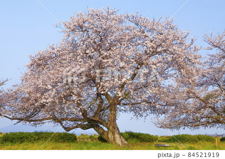 桜満開の富士川かりがね堤　静岡県富士市にて 84521919