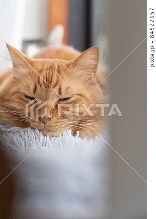 眠る猫　茶トラ猫 84522157