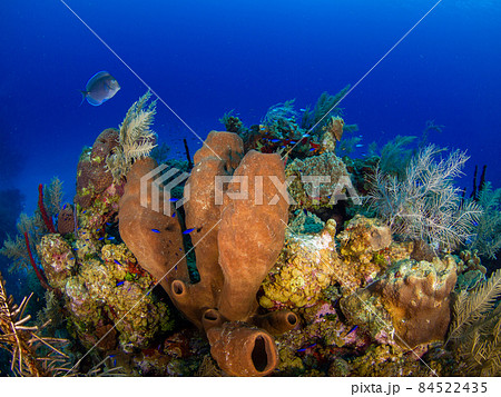 大きな壺状の海綿と珊瑚 (グランドケイマン、ケイマン諸島) 84522435