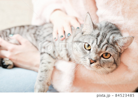 british shorthair cat looking closely at camera while lying on woman's knees. grey tabby cat relaxing with owner indoors. 84523485