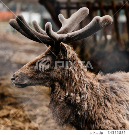Deer in the Synevyr Glade National Park in Ukraine. Deer in the Synevyr Glade National Park in Ukraine. 84523885