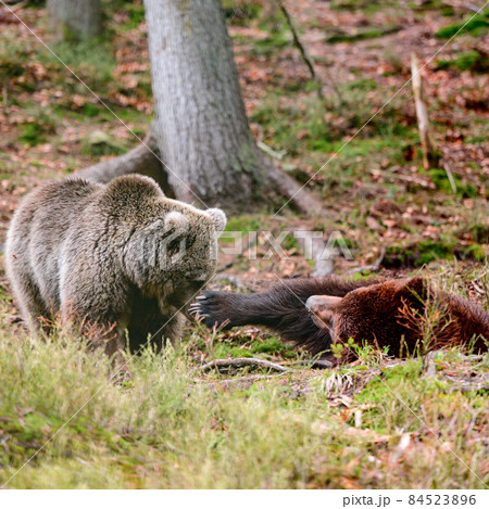 Brown bears of the rehabilitation center in Ukraine, rest of two bears, predators in nature. 84523896