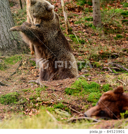 Playful predator with a wooden stick, a bear holding a wooden stick and playing with it. Playful predator with a wooden stick, a bear holding a wooden stick and playing with it. 84523901