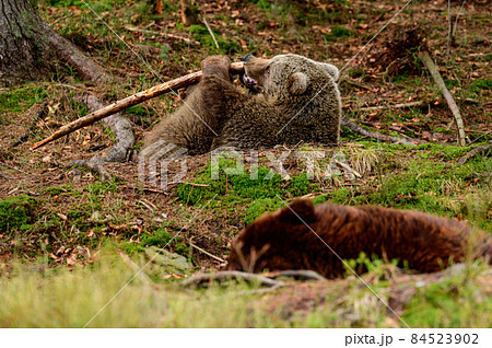 A big and formidable bear plays with a stick, a spring rest for a bear, a forest dweller. A big and formidable bear plays with a stick, a spring rest for a bear, a forest dweller. 84523902