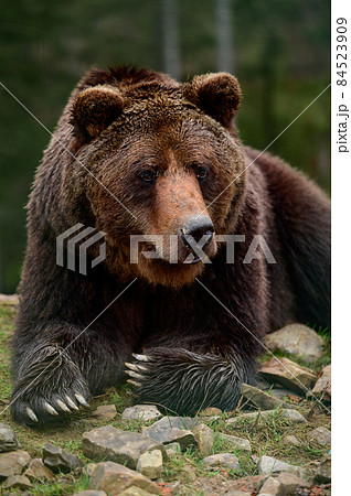 Big brown bear lying, big forest predator close up, big paw and sharp claws. Big brown bear lying, big forest predator close up, big paw and sharp claws. 84523909