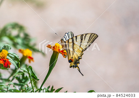 Beautiful Butterfly Scarce Swallowtail, Sail Swallowtail, Pear-tree Swallowtail, Podalirius. Latin name Iphiclides podaliriu. Butterfly collects nectar on flower. 84524033