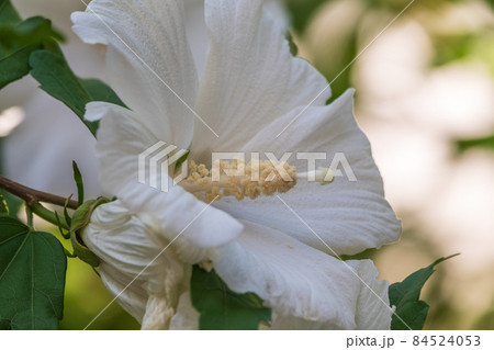 White flowers of Hibiscus grandiflorus, the swamp rosemallow. White flowers of Hibiscus grandiflorus, the swamp rosemallow. 84524053