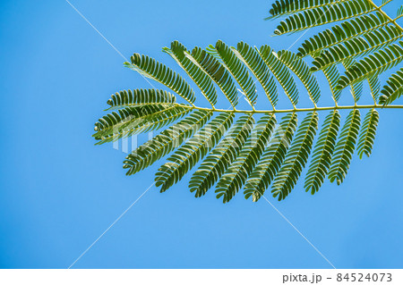 Acacia leaves on the blue sky background in summer sunshine. Acacia leaves on the blue sky background in summer sunshine. 84524073