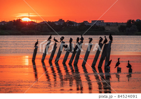 Beautiful red and orange sunset over the sea. The sun goes down over the sea. A flock of cormorants sits on a old sea pier in orange sunset light 84524091