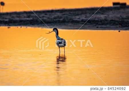 Water bird pied avocet, Recurvirostra avosetta, standing in the water in orange sunset light. The pied avocet is a large black and white wader with long, upturned beak Water bird pied avocet, Recurvirostra avosetta, standing in the water in orange sunset light. The pied avocet is a large black and white wader with long, upturned beak 84524092