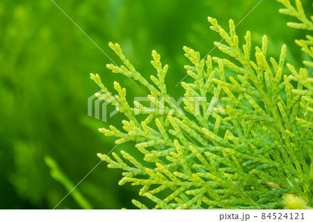 Green branches and young leaves of a thuja tree. Green branches and young leaves of a thuja tree. 84524121