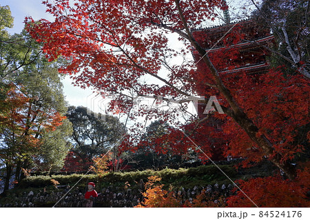境内を彩る紅葉　五台山竹林寺　（高知県　高知市） 84524176
