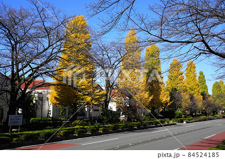11月 国立81イチョウ(銀杏)の黄葉・大学通り 11月 国立81イチョウ(銀杏)の黄葉・大学通り 84524185