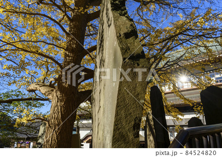 成田山新勝寺 黄葉したイチョウと光輪閣 成田山新勝寺 黄葉したイチョウと光輪閣 84524820
