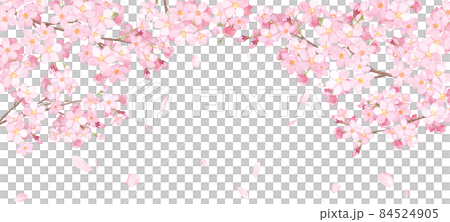 櫻花和散落的花瓣的拱形框架。水彩插圖。寬大的背景。 84524905