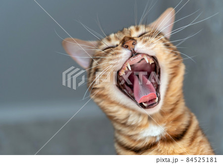 Bengal cat yawns on blurred background in room 84525181
