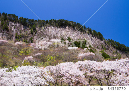晴天の屏風岩公苑の桜 晴天の屏風岩公苑の桜 84526770