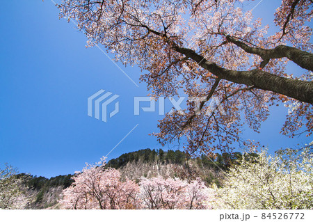 晴天の屏風岩公苑の桜 84526772