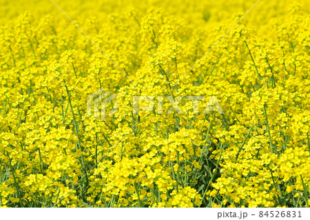 房総の菜の花畑 無数の花のまばゆい黄色いじゅうたん　 84526831