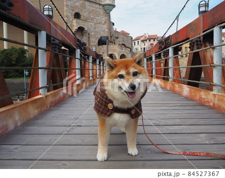 柴犬とお出かけ 84527367