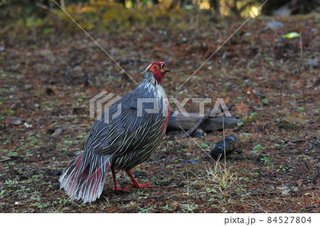 ヒマラヤやネパールの高山に住む紅白の色鮮やかで美しいベニキジのオス 84527804
