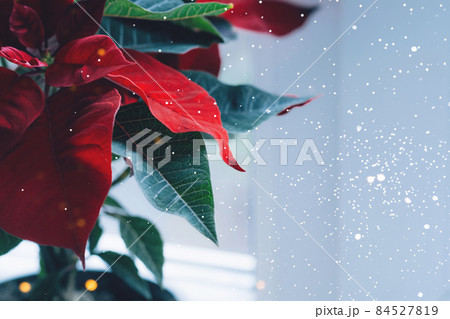 Christmas poinsettia flower on the windowsill. Festive plant, background with place for text. Front view, copy space Christmas poinsettia flower on the windowsill. Festive plant, background with place for text. Front view, copy space 84527819