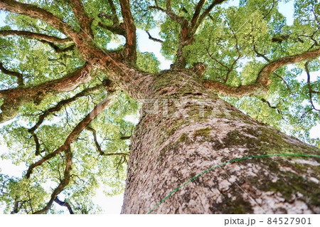 下から見上げるクスの木 84527901
