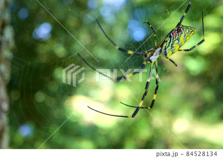 女郎蜘蛛 84528134
