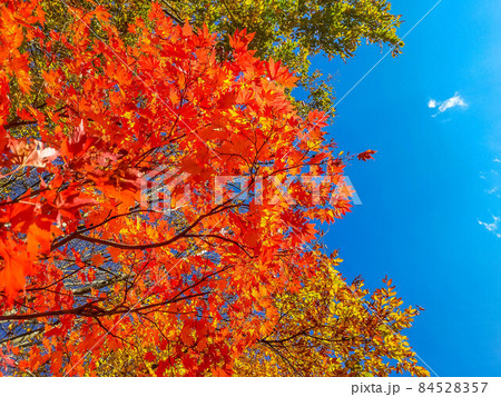 小春日和の青空と紅葉と 84528357
