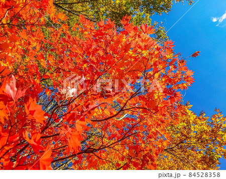 小春日和の青空と紅葉と 84528358