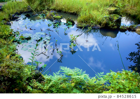 池の水鏡 84528615
