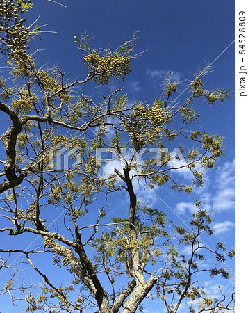 栴檀ハ双葉ヨリ芳シイガ白檀デハナイノガ栴檀 ………Chinaberry……… 栴檀ハ双葉ヨリ芳シイガ白檀デハナイノガ栴檀 ………Chinaberry……… 84528809