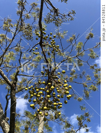栴檀ハ双葉ヨリ芳シイガ白檀デハナイノガ栴檀 ………Chinaberry……… 栴檀ハ双葉ヨリ芳シイガ白檀デハナイノガ栴檀 ………Chinaberry……… 84528811