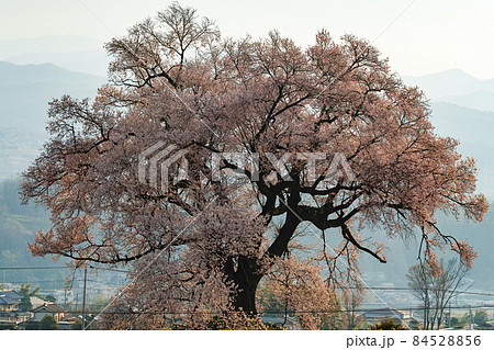 山梨県/ 満開の「わに塚の桜」 山梨県/ 満開の「わに塚の桜」 84528856