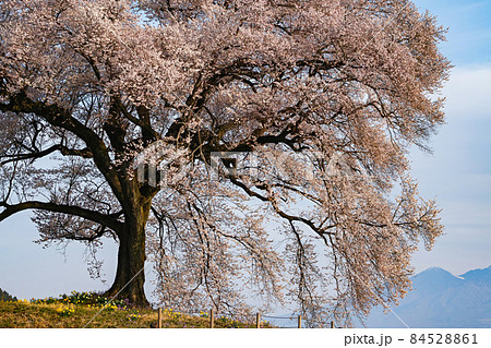 山梨県/ 満開の「わに塚の桜」 山梨県/ 満開の「わに塚の桜」 84528861