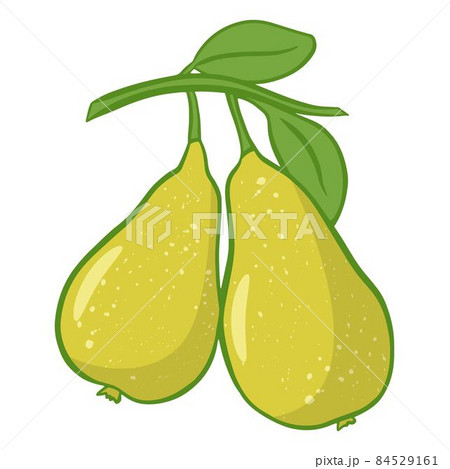 Ripe pears on branch with leaves isolated illustration 84529161