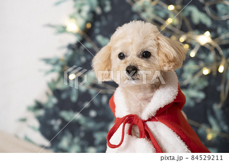 クリスマスツリーとサンタクロースの衣装を着たトイプードル 84529211