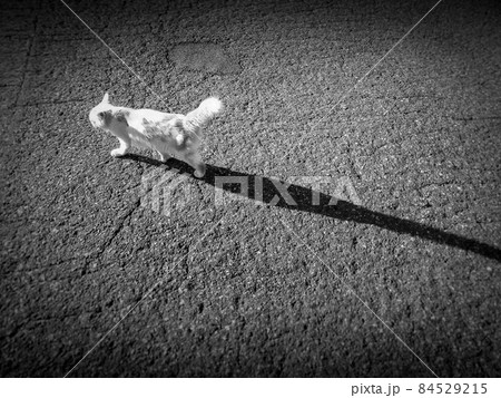 午後の陽射しと猫と影 84529215