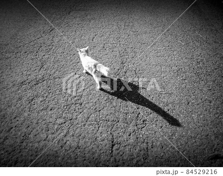 午後の陽射しと猫と影 84529216