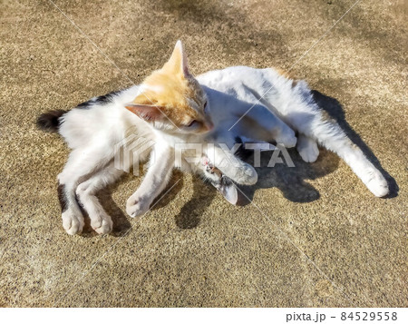 なかよしな猫 84529558