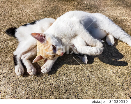 なかよしな猫 なかよしな猫 84529559