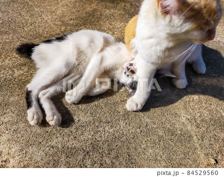 なかよしな猫 84529560