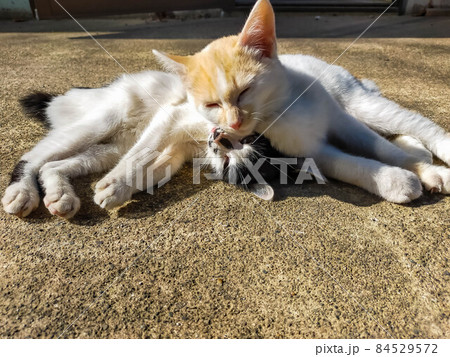 なかよしな猫 なかよしな猫 84529572