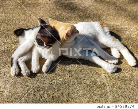 なかよしな猫 84529574