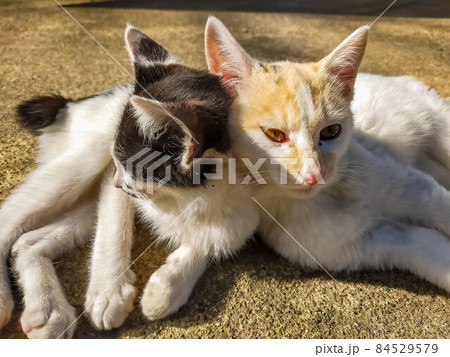 なかよしな猫 84529579