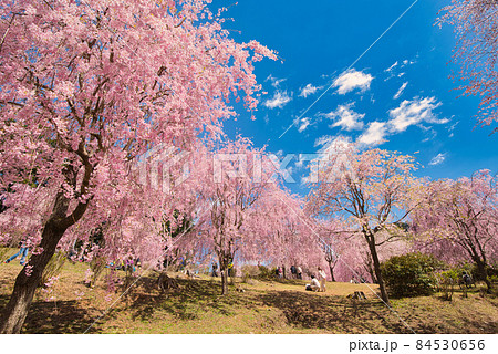 【奈良県】4月・爽やかな青空と満開の枝垂れ桜　 84530656