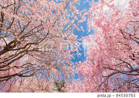 【奈良県】4月・爽やかな青空と満開の枝垂れ桜 【奈良県】4月・爽やかな青空と満開の枝垂れ桜 84530763