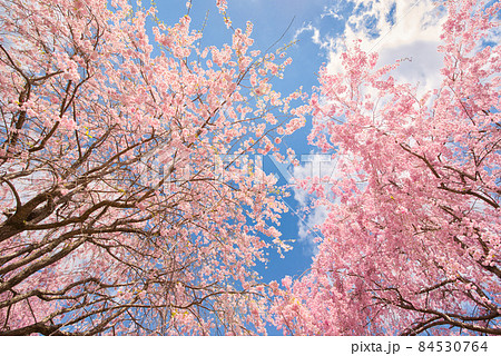 【奈良県】4月・爽やかな青空と満開の枝垂れ桜　 84530764